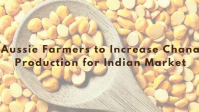 Aussie Farmers to Increase Chana Production for Indian Market