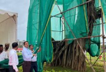 IPSCDL Unveils Translocated Banyan Tree at Campal Parade Ground
