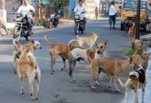 Majorda Urges Action to Manage Stray Dog Population