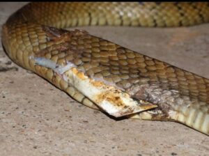 From Jungle Trails to Waterfalls, Litter Is Spreading Across Goa’s Wild Spaces