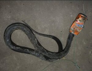 From Jungle Trails to Waterfalls, Litter Is Spreading Across Goa’s Wild Spaces