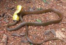 From Jungle Trails to Waterfalls, Litter Is Spreading Across Goa’s Wild Spaces