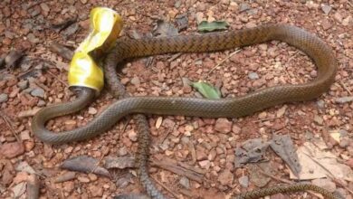 From Jungle Trails to Waterfalls, Litter Is Spreading Across Goa’s Wild Spaces